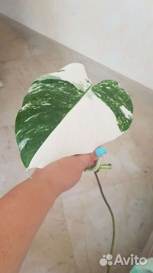 Монстера Альба вариегатная, монстера Deliciosa