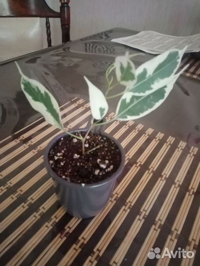 Фикус бенджамина пестролистный