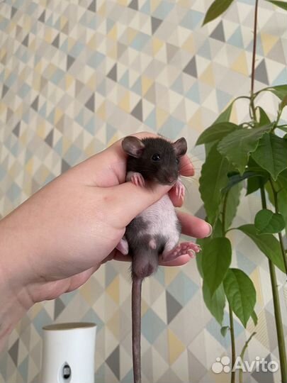 Крысята Дамбо