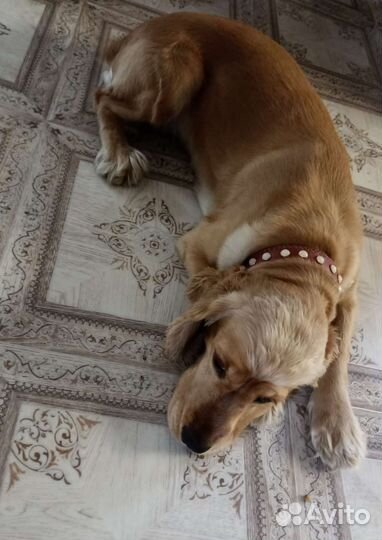 Вязка, девочка