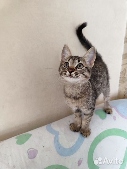 Котенок 2 месяца девочка