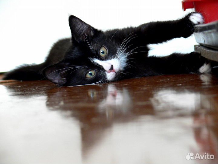 Малыши карандаши ищут своих пап и мам