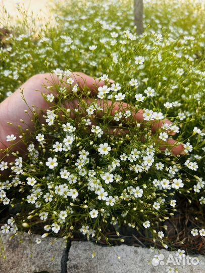 Растения для сада : Гипсофила ползучая, Лаванда