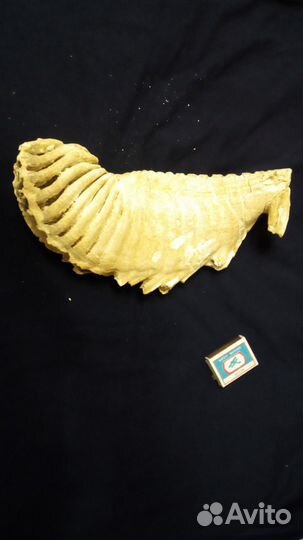 Зуб мамонта