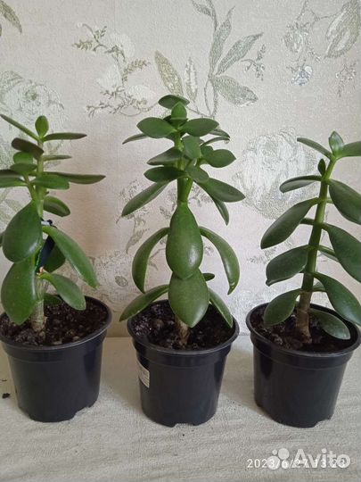 Толстянка (денежное дерево)