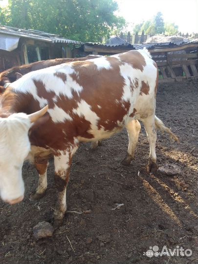 Продам корову