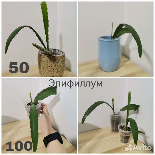 Суккуленты