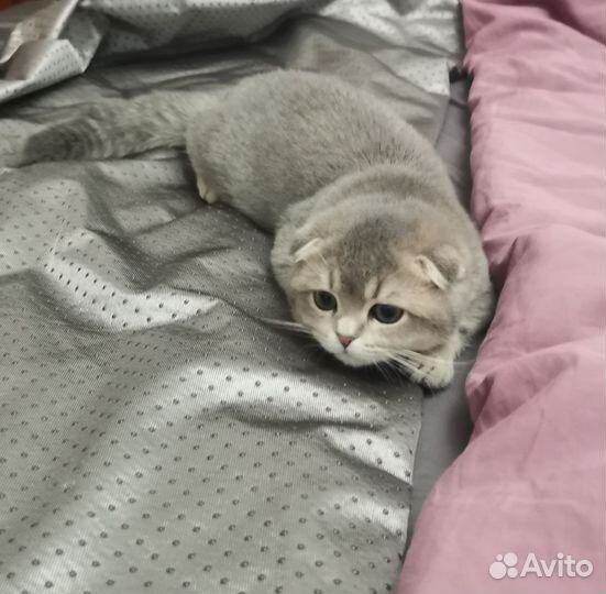 Шотландская вислоухая кошка