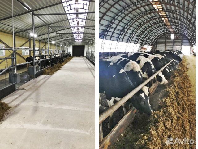 Нетели Телки чистопородные племенные молочные