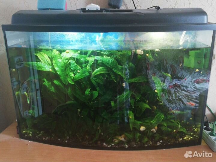 Аквариум и рыбки
