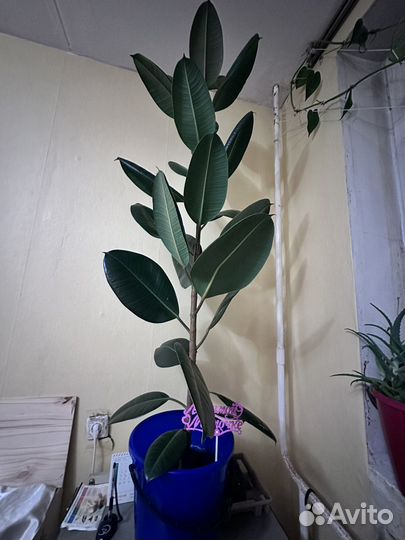 Фикус эластика 3000 т.р продаем причина переезда