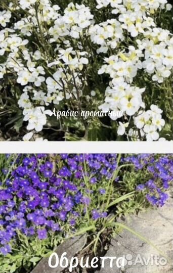 Гортензия и другие растения, кустарники