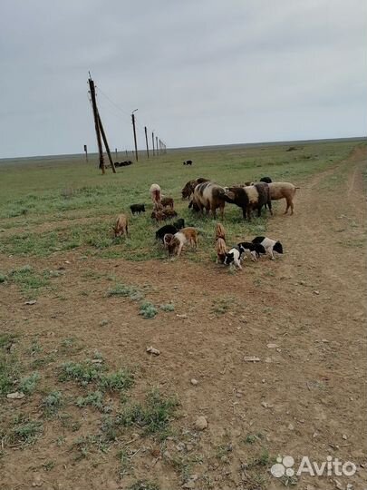 Поросята