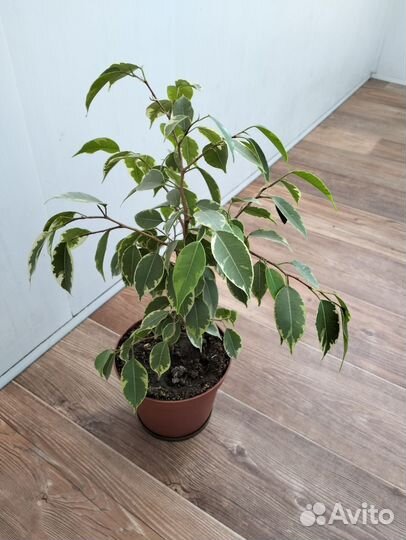 Фикус бенджамина