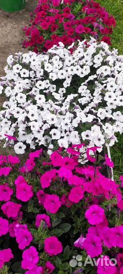 Петуния тайдал 30 литров