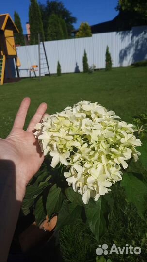 Гортензия метельчатая