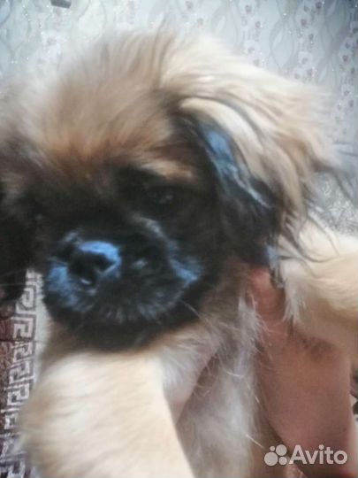 Щенок пекинеса девочка
