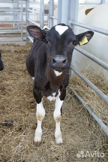 Бычки и телята