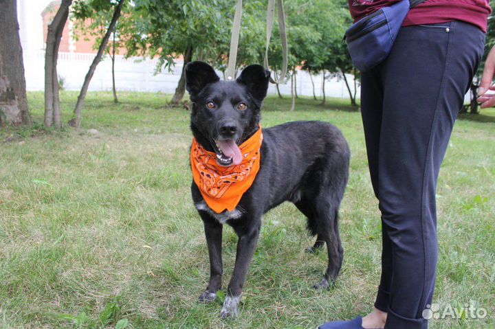 Красавец черныш Грант ждет своих родителей