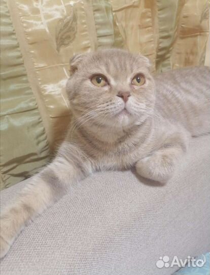 Шотландский кот вязка