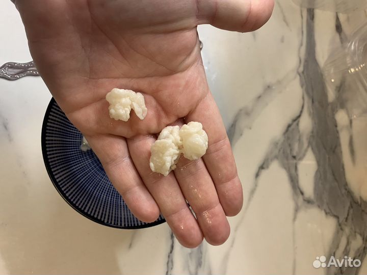 Кефирный тибетский молочный гриб