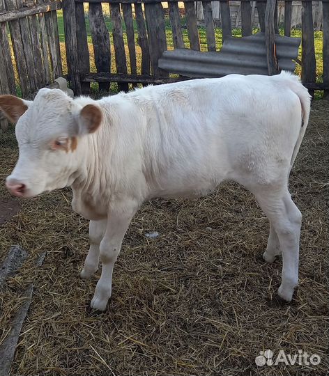 Телочка 5 месяцев