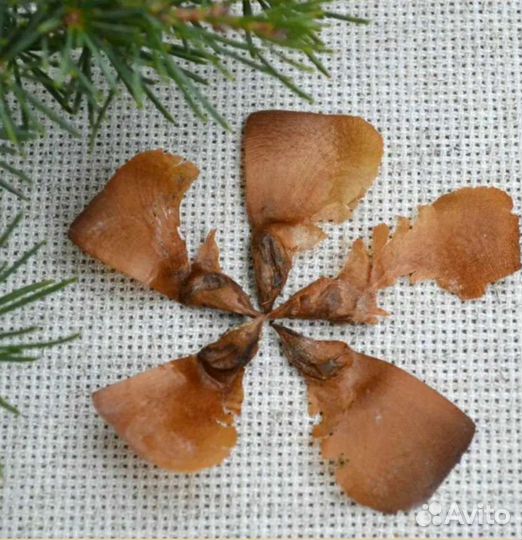 Семена гималайского кедра и др. хвойных деревьев