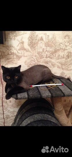 Стрижка кошек