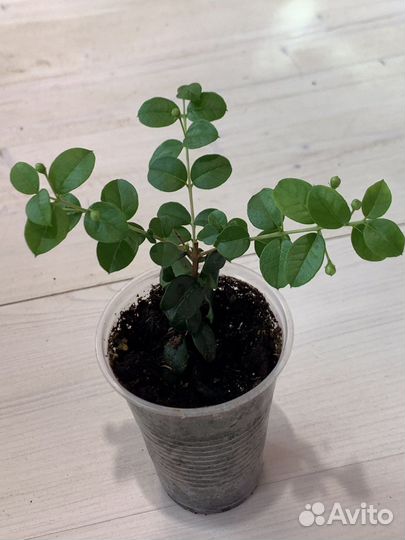 Мирт Лума, Тарентина, Боэтика, мирт вар, дерево