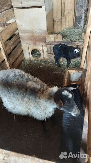 Продаются овцы и бараны