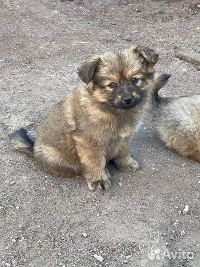 Щенята в добрые руки