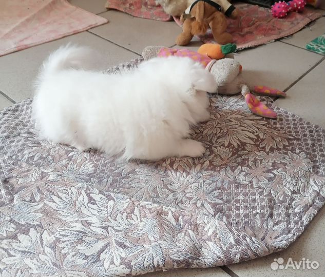 Щенки помчи