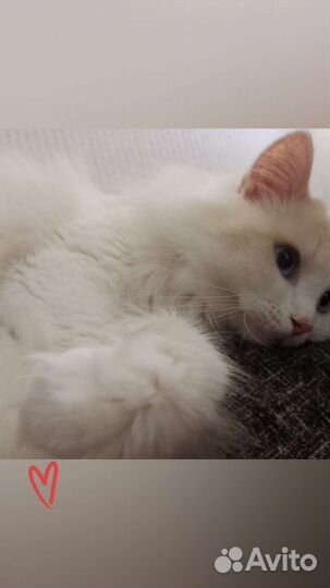 Турецкая ангора