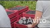 Разнорабочие На Сбор Ягод и Яблок Вахта В Липецк