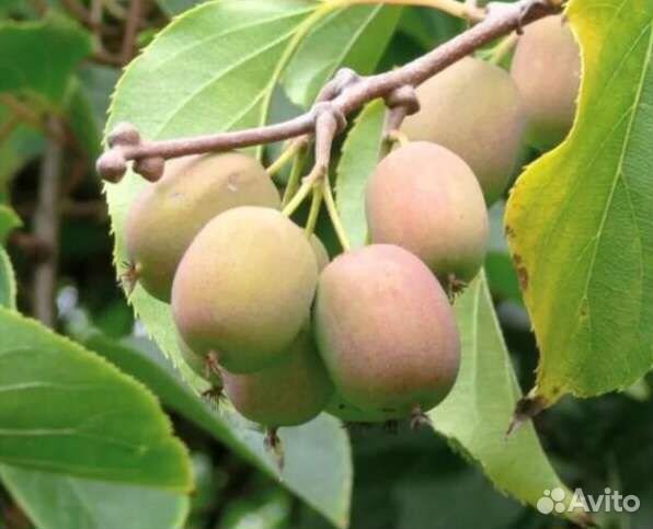 Актинидия Иссаи