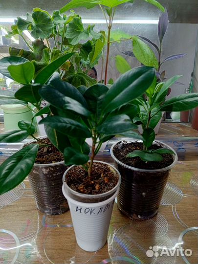 Молочай, фикус, драцена, шефлера