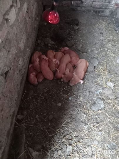 Поросята