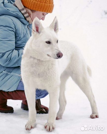Снежа в добрые руки