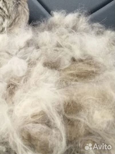 Шерсть кошек