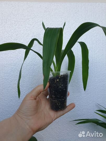 Комнатные цветы юкка