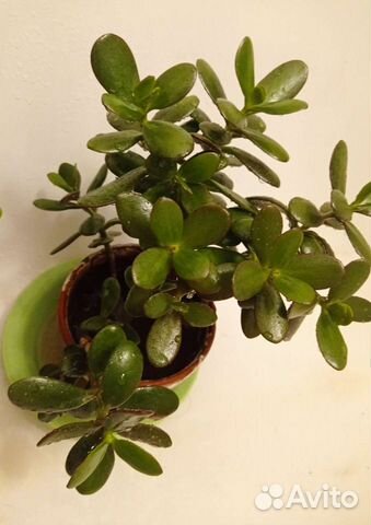 Денежное дерево (толстянка)