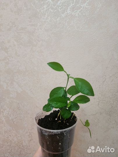 Апельсиновое дерево