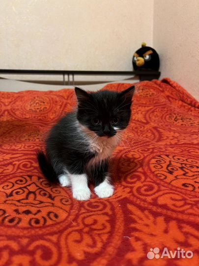 Кошка, кот