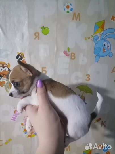 Щенки чихуахуа