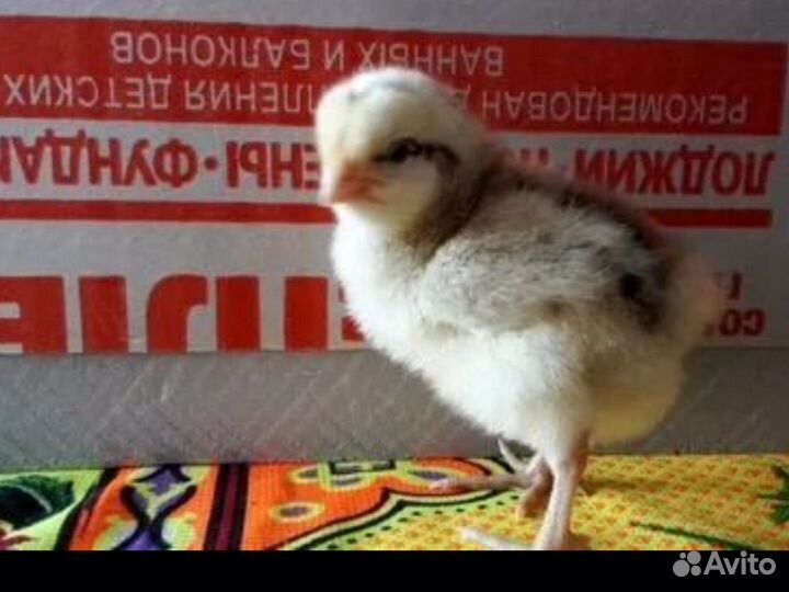 Цыплята суточные несушки ломан Браун