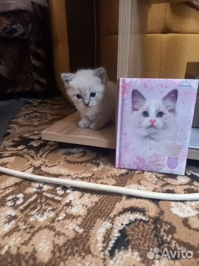 Котята в добрые руки даром бесплатно