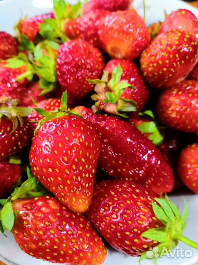 Клубника свежая