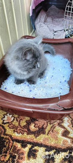 Пушистые котята девочки