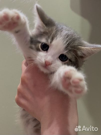 Котята в дар бесплатно