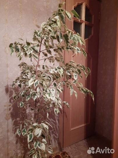 Фикус бенджамина